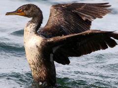 (Double-crested Cormorant) flaps