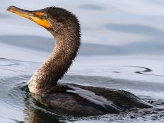 (Double-crested Cormorant) swimming