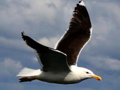 (Great Black-backed Gull) flying upstroke