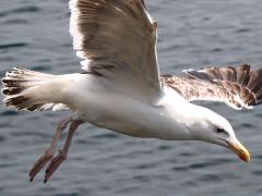 (Great Black-backed Gull) juvenile flaps