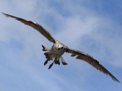 (Great Black-backed Gull) juvenile landing