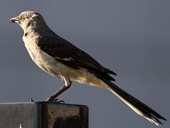 (Northern Mockingbird) eats insect