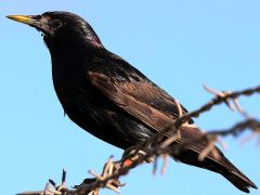 (European Starling) perching