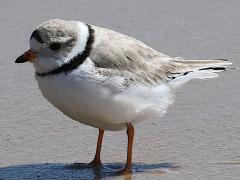 (Piping Plover) standing