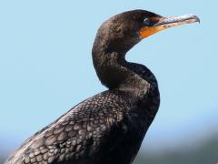 (Double-crested Cormorant) basking