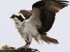 (Osprey) nest