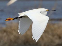 (Snowy Egret) flight