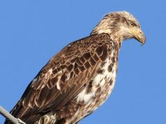 (Bald Eagle) juvenile