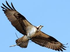 (Osprey) nesting stick