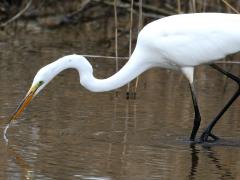 (Great Egret) forages