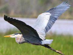 (Great Blue Heron) flying