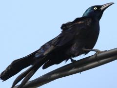 (Boat-tailed Grackle) male perching