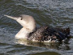 (Red-throated Loon) nonbreeding swimming