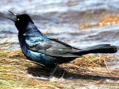 (Boat-tailed Grackle) male calling