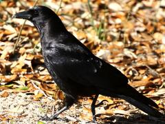 (American Crow) male