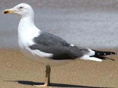 (Lesser Black-backed Gull) standing