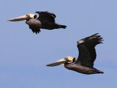 (Brown Pelican) flight
