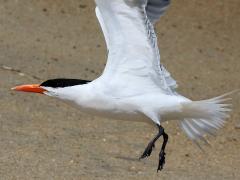 (Royal Tern) flight