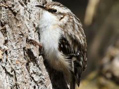 (Brown Creeper) lateral