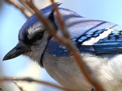 (Blue Jay) lateral