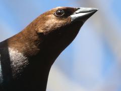 (Brown-headed Cowbird) male
