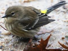 (Yellow-rumped Warbler) juvenile male