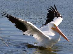 (American White Pelican) lands