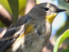 (Yellow-rumped Warbler) nonbreeding preching