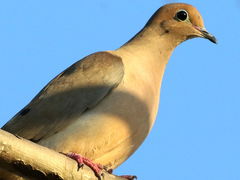 (Mourning Dove) perching