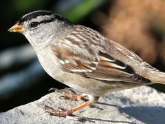 (White-crowned Sparrow) standing