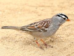 (White-crowned Sparrow) standing