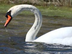 (Mute Swan) floating