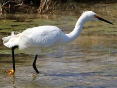 (Snowy Egret) wading