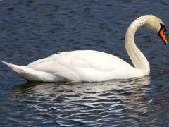 (Mute Swan) floating
