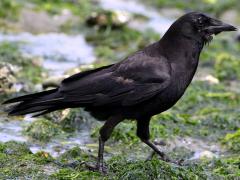 (American Crow) walking