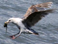 (Glaucous-winged Gull) juvenile snatches clam
