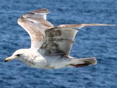 (Glaucous-winged Gull) occidentalis glides