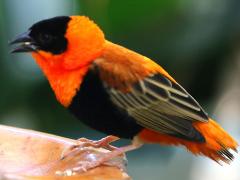 (Northern Red Bishop) male perches