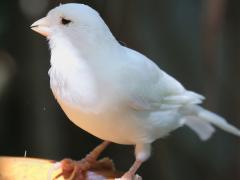 (Atlantic Canary) white