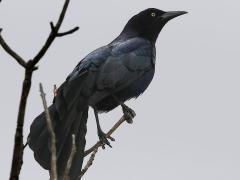 (Great-tailed Grackle) male perching