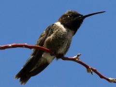 (Black-chinned Hummingbird) male ventral