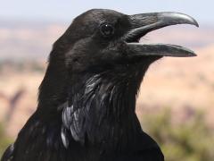 (Common Raven) calling
