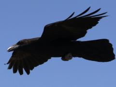 (Common Raven) glides