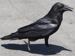 (Common Raven) walking