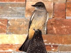 (Say's Phoebe) frontal