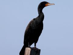 (Double-crested Cormorant) standing