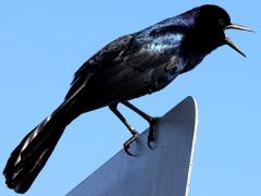(Boat-tailed Grackle) male calling