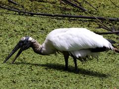 (Wood Stork) forages