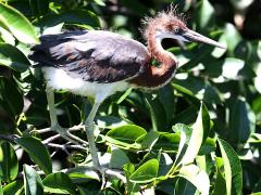 (Tricolored Heron) juvenile lateral