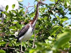 (Tricolored Heron) juvenile standing